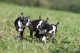 BOSTON TERRIER 130